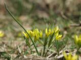 Gagea podolica. Цветущее растение, посещаемое пчелами Andrena (Micrandrena) sp.; верхушки некоторых листьев обгрызены млекопитающим. ДНР, г. Донецк, балка Бирючья, разреженная дубрава на дне. 27.03.2024.