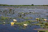 Nymphaea tetragona. Цветущие растения. Приморский край, Хасанский р-н, оз. Лотос. 21.08.2008.