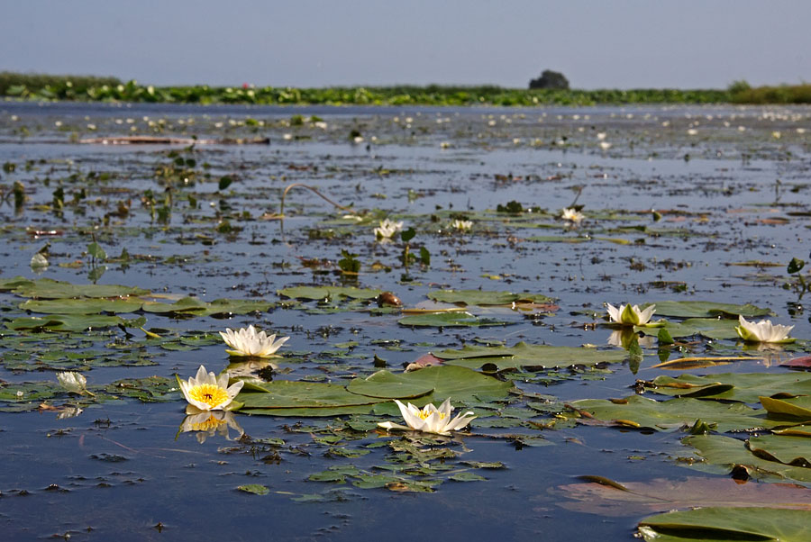 Изображение особи Nymphaea tetragona.