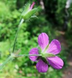 Geranium maximowiczii