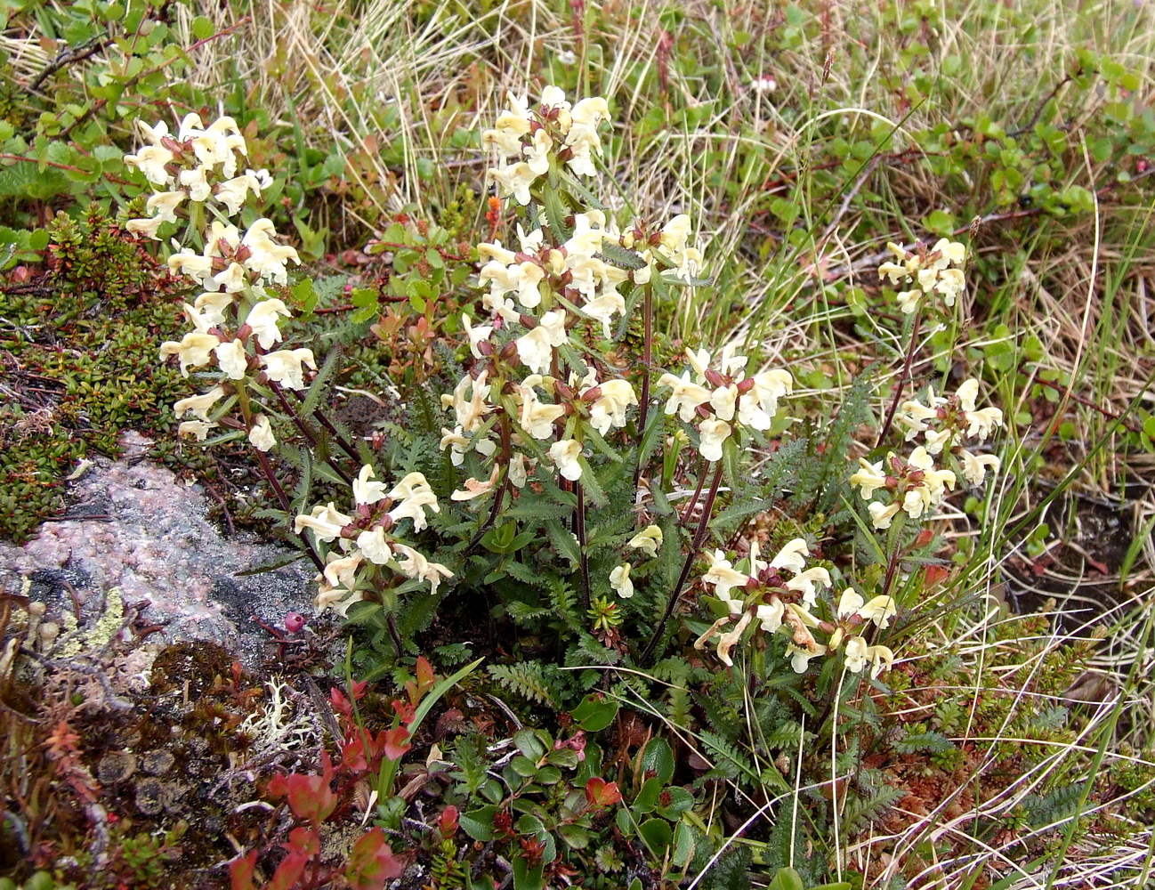 Изображение особи Pedicularis lapponica.