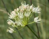 Allium flavescens