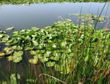 Nymphaea alba