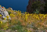 Asphodeline lutea. Цветущие растения в петрофитной степи. Крым, Караньское плато. 3 мая 2012 г.