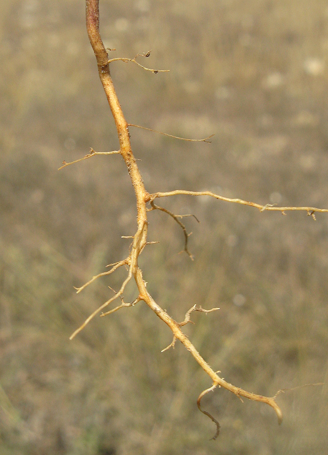 Изображение особи Bupleurum marschallianum.