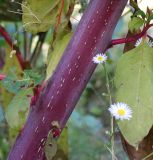 Phytolacca americana