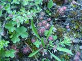 Sempervivum caucasicum