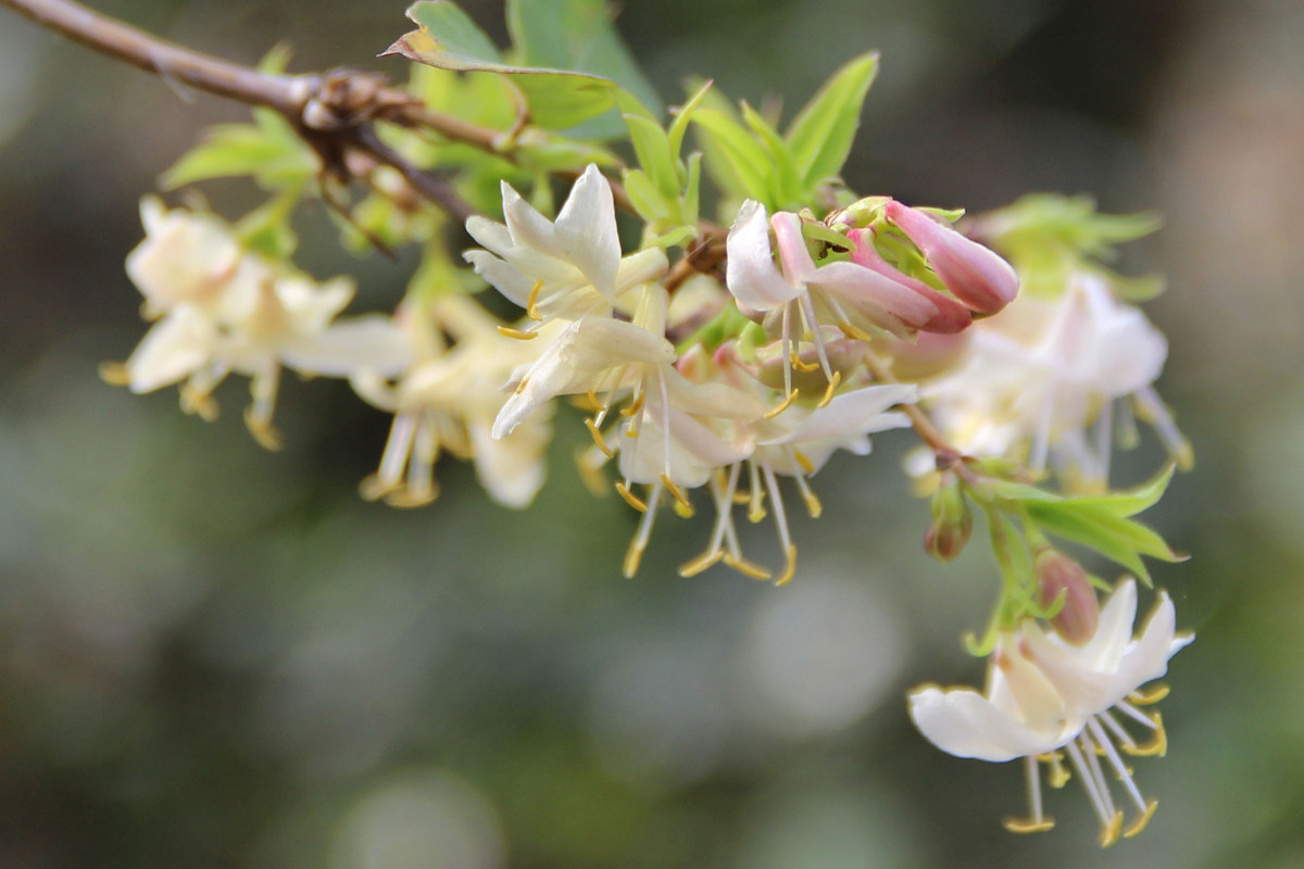 Изображение особи Lonicera fragrantissima.