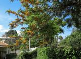 Grevillea robusta. Ветвь с соцветиями. Израиль, Шарон, пос. Кфар Шмариягу, в культуре, во дворе. 27.04.2016.