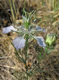 Nigella arvensis. Верхушка цветущего растения. Крым, Ленинский р-н, окр. г. Щелкино, берег оз. Акташ, искусственно облесённая степь. 19 июня 2013 г.