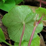 Hydrocotyle ramiflora. Лист (вид с обратной стороны). Абхазия, Гудаутский р-н, Мюссерский лесной массив. 08.06.2012.