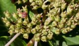 Hydrangea macrophylla. Часть соплодия с невызревшими плодами. Германия, г. Essen, Grugapark. 29.09.2013.