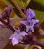 Vitex trifolia var. purpurea