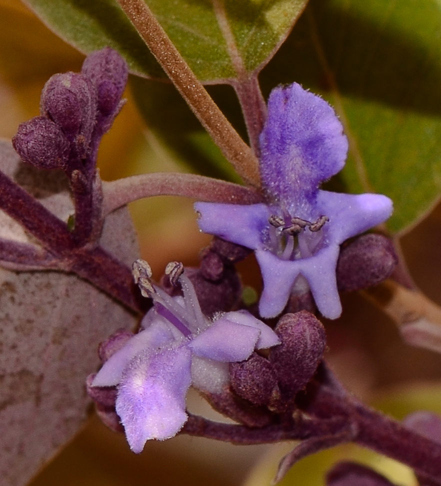 Изображение особи Vitex trifolia var. purpurea.