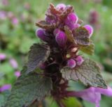 Lamium purpureum