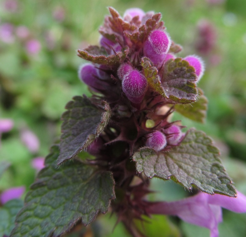 Изображение особи Lamium purpureum.