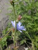 Cichorium intybus