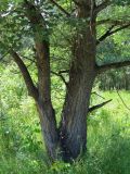 Populus alba