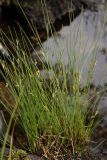 Juncus filiformis. Цветущее растение на берегу озера. Окр. Мурманска, конец августа 2008 г.