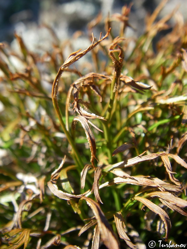 Изображение особи Asplenium septentrionale.