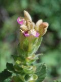 Scutellaria adsurgens