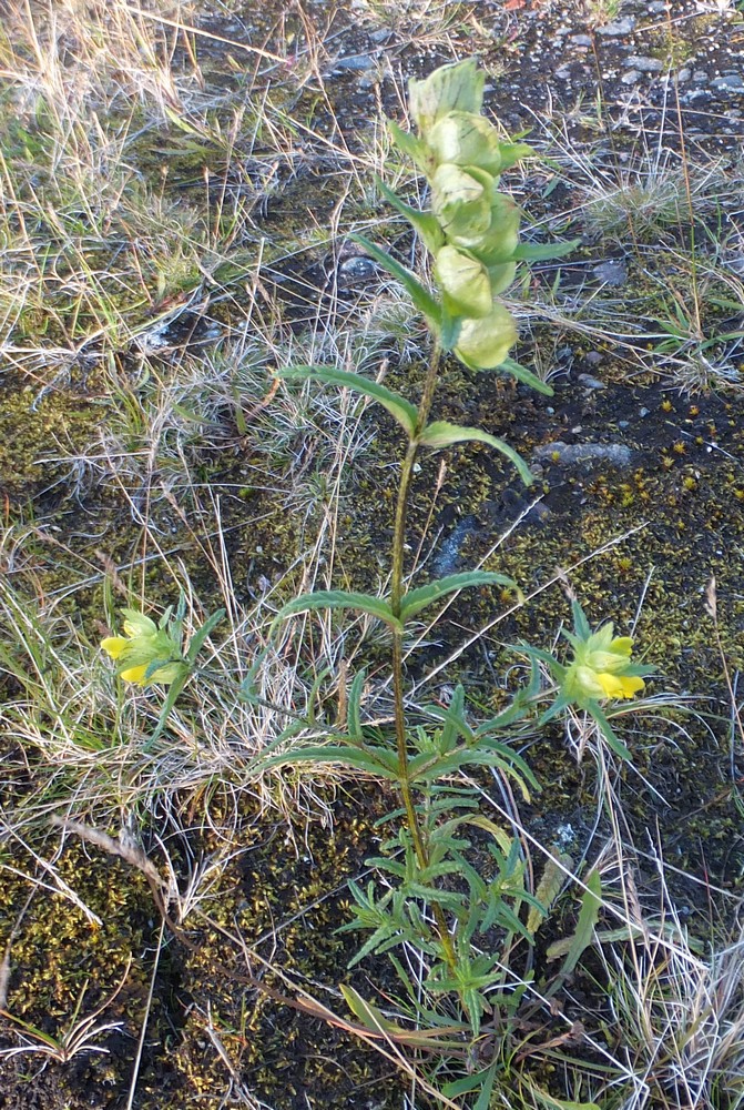 Image of Rhinanthus groenlandicus specimen.