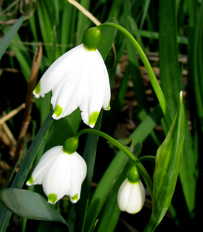 Изображение особи Leucojum aestivum.