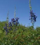 Delphinium dictyocarpum. Верхушки цветущих и плодоносящих растений. Восточный Казахстан, Глубоковский р-н, окр. с. Тарханка, вершина сопки. 23.06.2015.