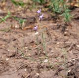 Linaria volgensis