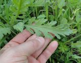 Senecio grandidentatus