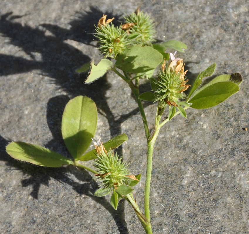 Изображение особи Trifolium echinatum.