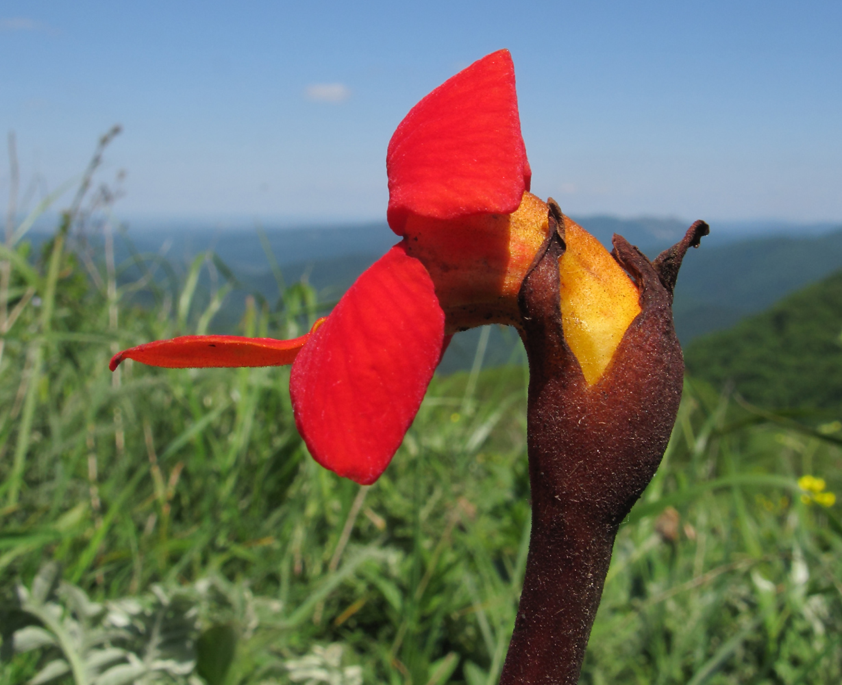 Изображение особи Phelypaea coccinea.