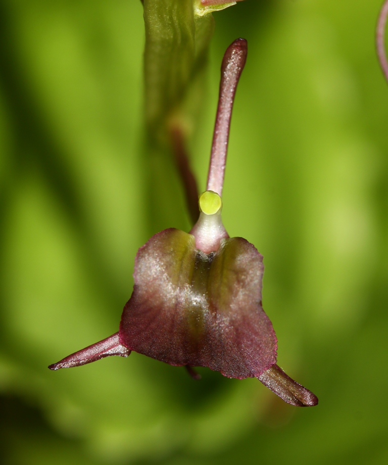 Изображение особи Liparis japonica.