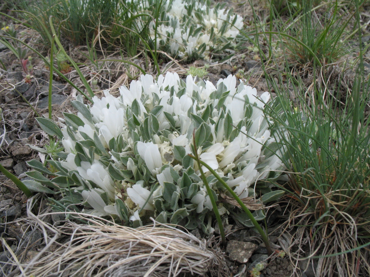 Изображение особи Astragalus alberti.