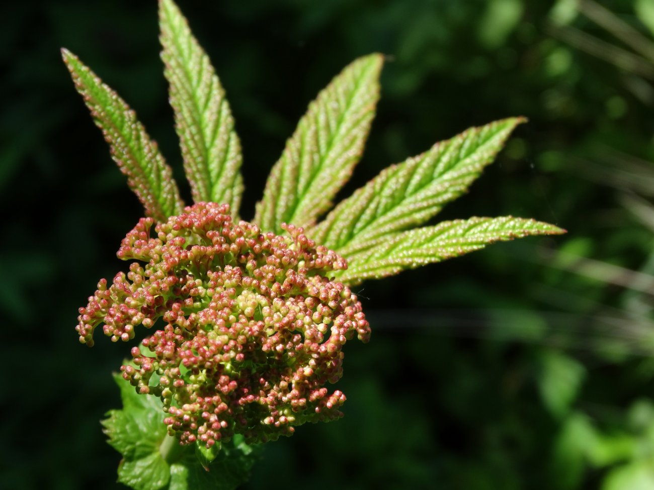 Изображение особи Filipendula palmata.