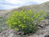 Pachypterygium multicaule. Цветущее и плодоносящее растение. Казахстан, Сев. Тянь-Шань, южный макросклон гор Богуты, обращенный к долине Сюгаты, щебнистый склон. 24 мая 2016 г.