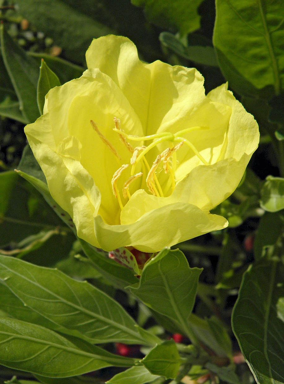 Изображение особи Oenothera macrocarpa.