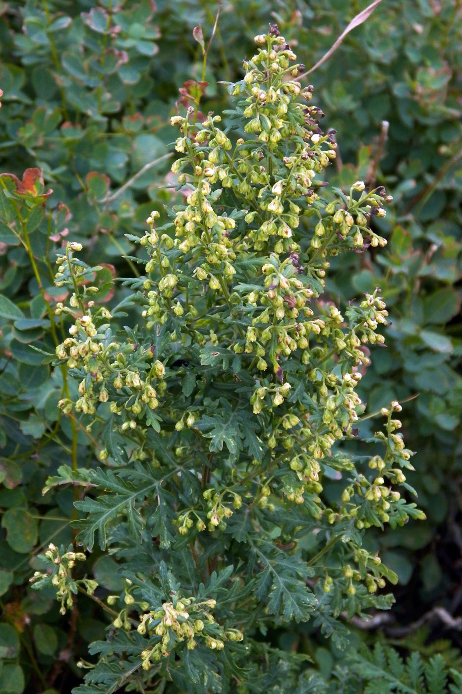 Изображение особи Artemisia gmelinii.
