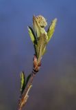 Sorbus aucuparia