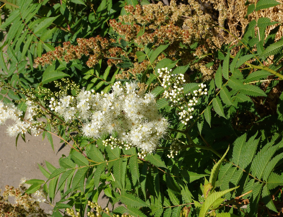 Изображение особи Sorbaria sorbifolia.