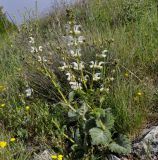 Salvia argentea