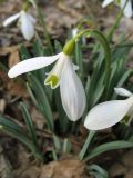 Galanthus caucasicus