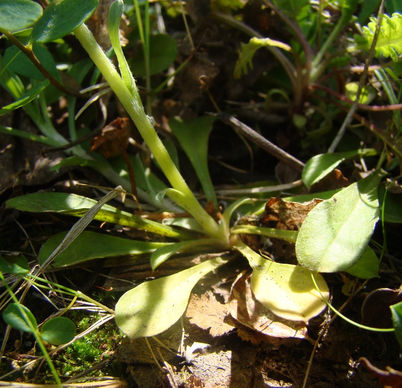 Изображение особи Antennaria dioica.