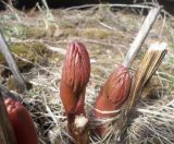 Paeonia officinalis