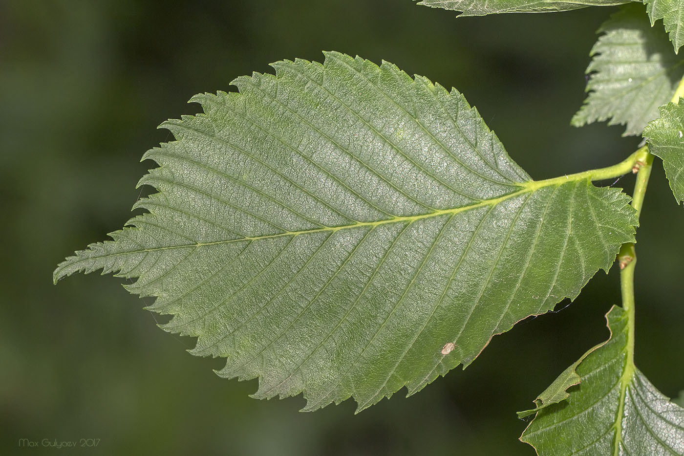 Изображение особи Ulmus laevis.