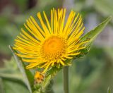 Inula helenium