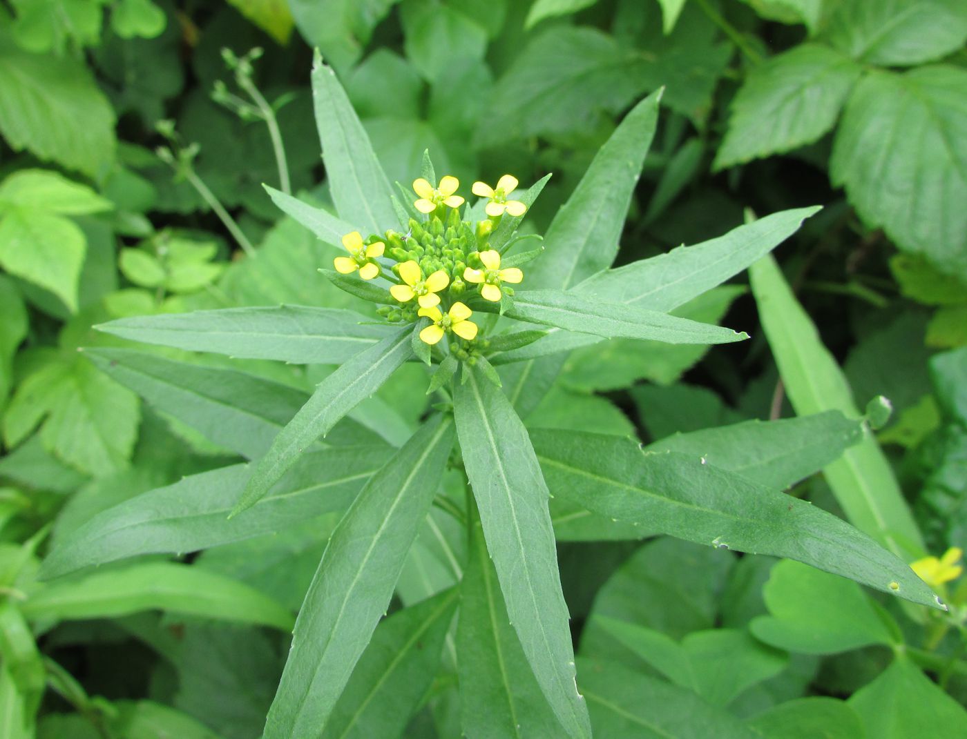 Изображение особи Erysimum cheiranthoides.