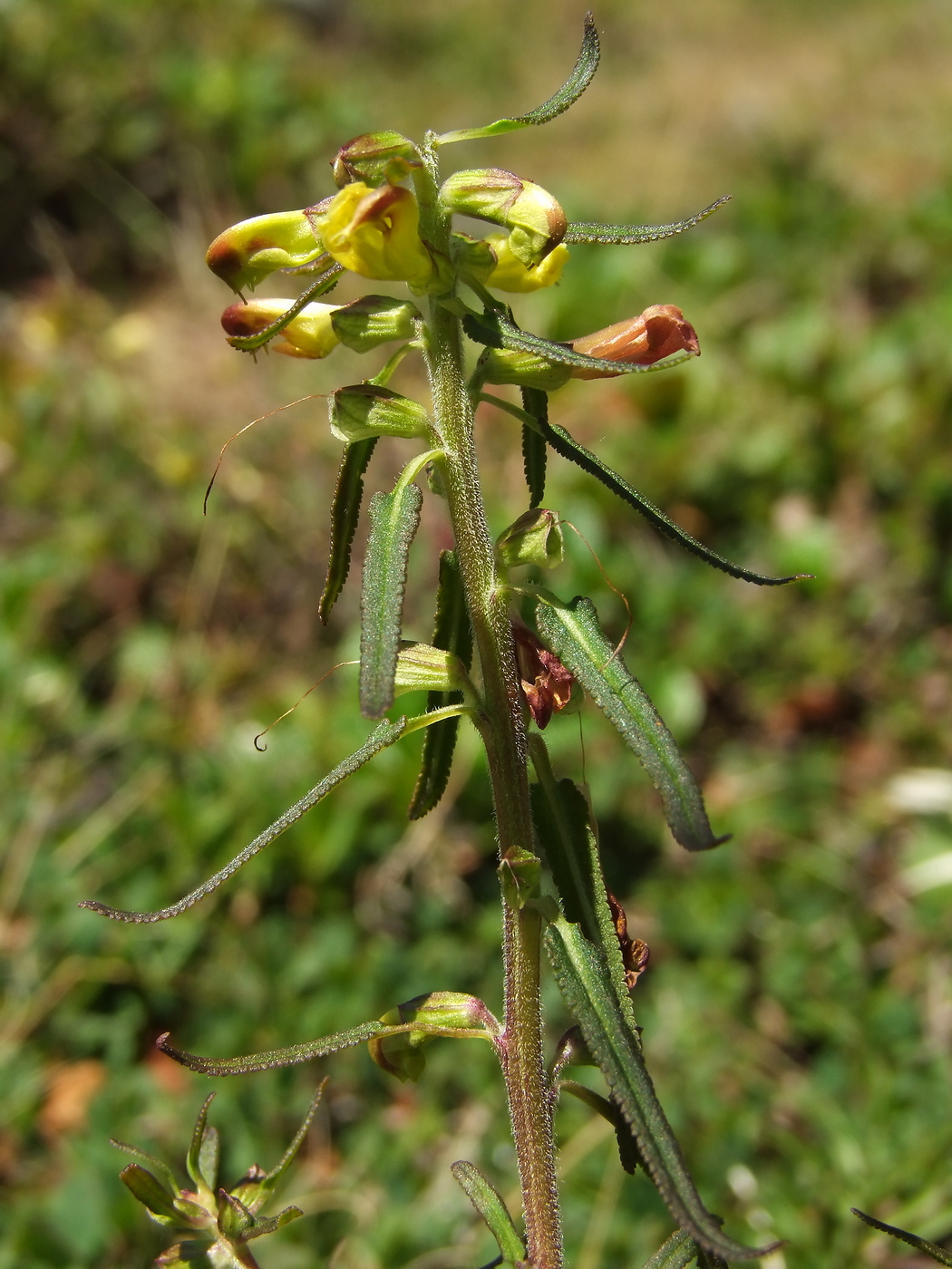 Изображение особи Pedicularis labradorica.