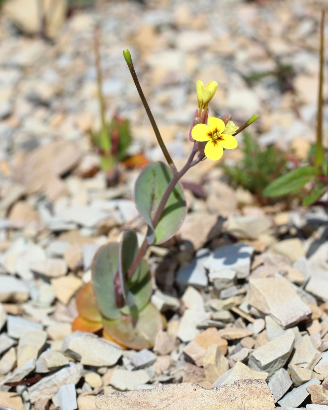 Image of Conringia clavata specimen.