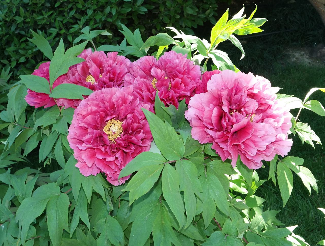 Изображение особи Paeonia suffruticosa.